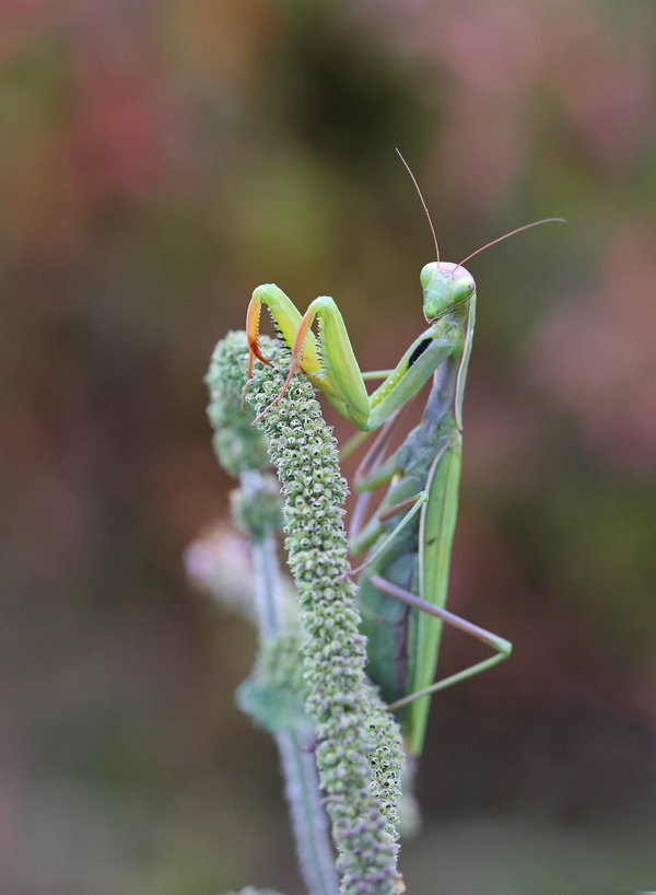 Mes insectes - Page 2 608786re6632Copier