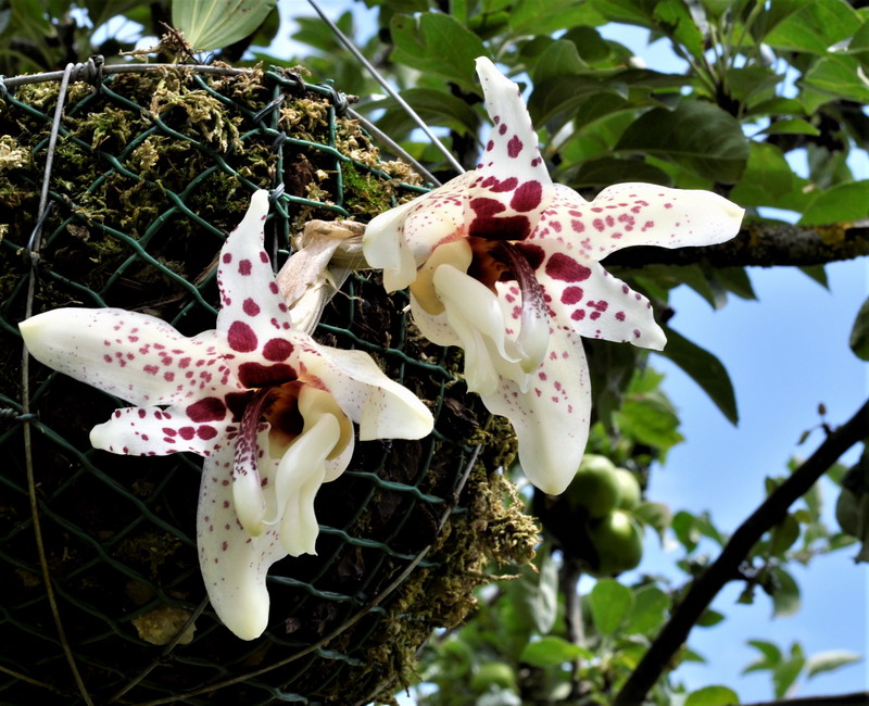 Stanhopea martiana 608845Stanhopeahernandezii07