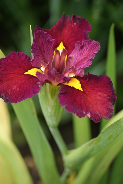 Iris louisiana 'Ann Chowning' - Frank Chowning 1976 609267022
