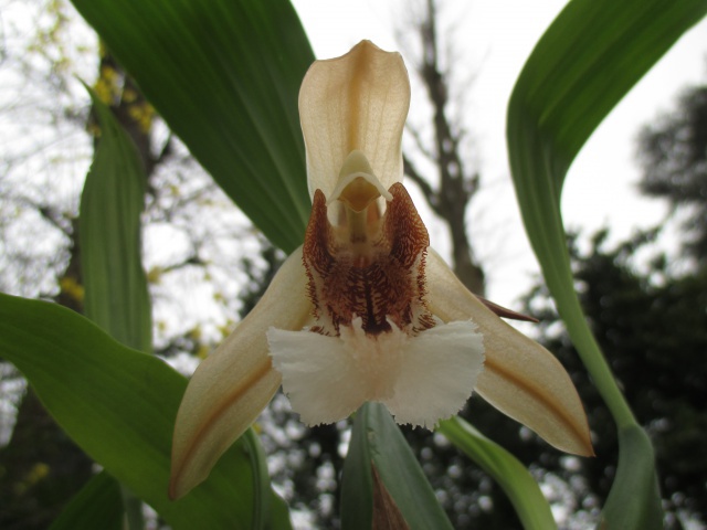 Coelogyne speciosa 611625IMG0014