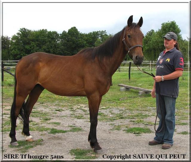 [PLACE FRANCESCA] SIRE  Le cheval  nature et bio  613811sire2