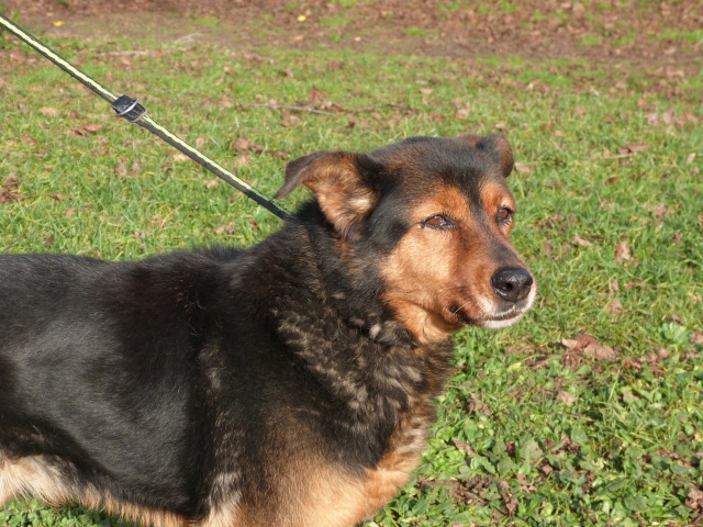 urgent - DIANE - x beauceron 13 ans (1 an de refuge)  - Spa de Poitiers (86) 6139345rDiane8