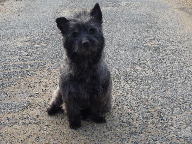 SWEET - type cairn - mâle - 9 ans- En FA en Loire-Atlantique- RESERVE 614633sweet013