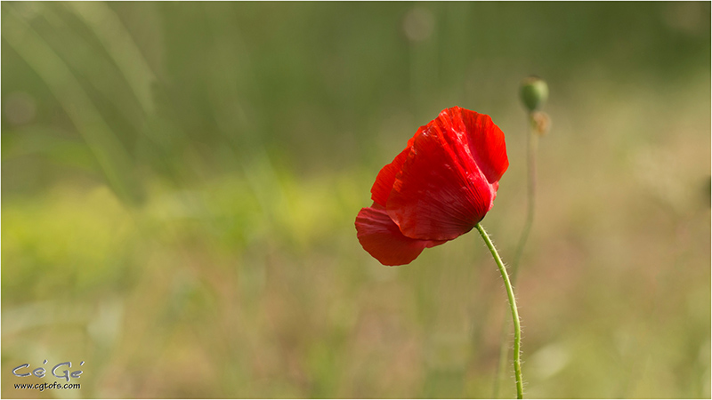 Coquelicots 616540WK5D68162