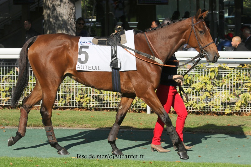 Photos Auteuil 9-10-2016 6170845J6A7717