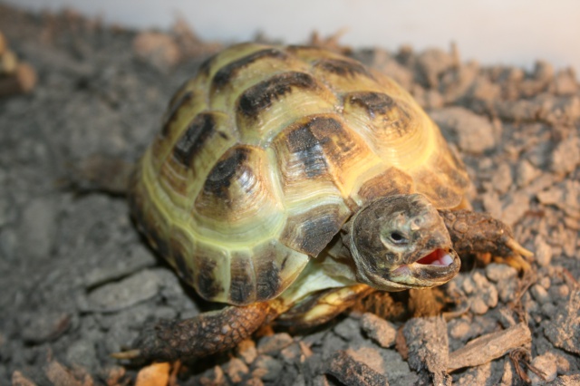 Tortue des steppes ? 619621IMG3754