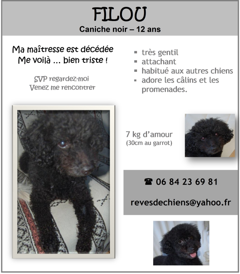 FILOU CANICHE MALE NOIR 12 ANS (REVES DE CHIENS) 619917FILOU