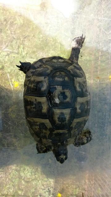 Identification tortue(greaca??) 62017120140513144427