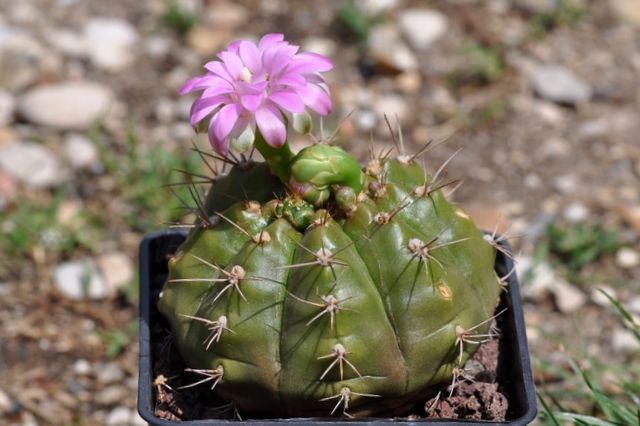 GYMNOCALYCIUM !!! 620718gymnocalyciumdamsii1107152