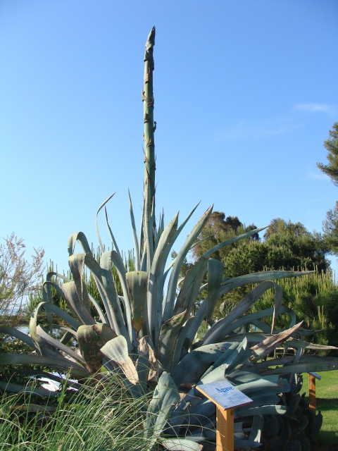 floraison agave - Page 2 621209DSC04587