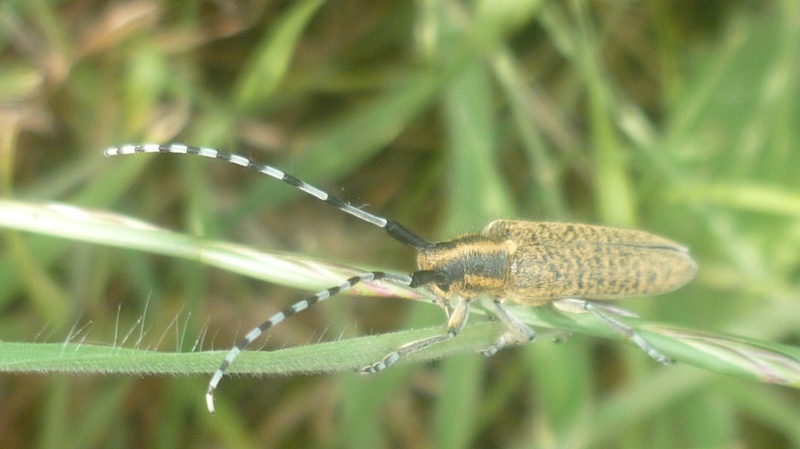 [Agapanthia villosoviridescens] Un Cerambycidae 622560P1040229