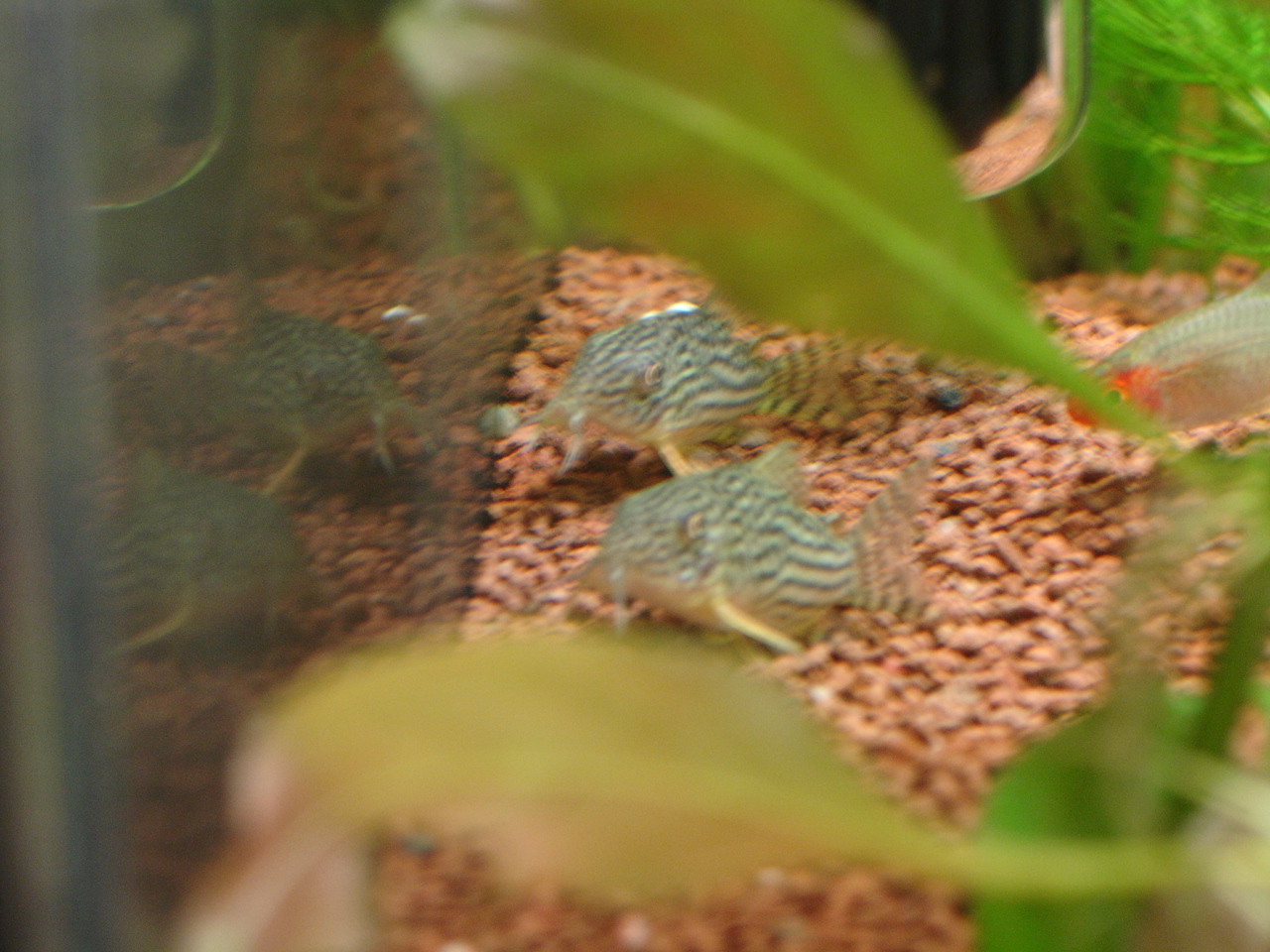 Arrivée des corydoras Sterbai 622714sterbai1