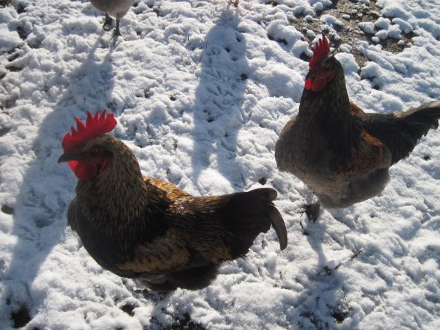 les poules de la ferme dans la neige 623615IMG3962jpg