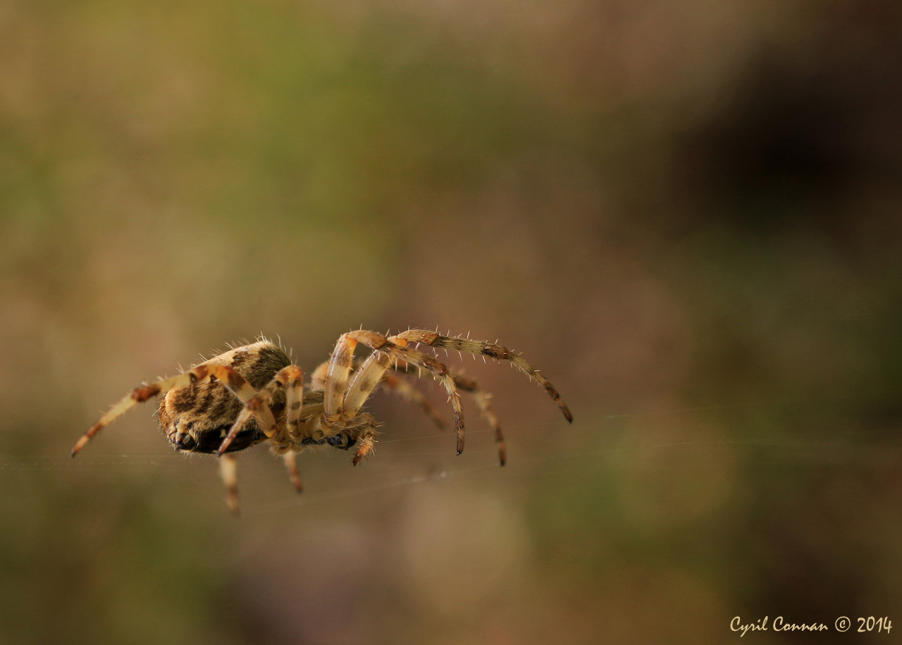 araneus diadematus ? 624537IMG47062