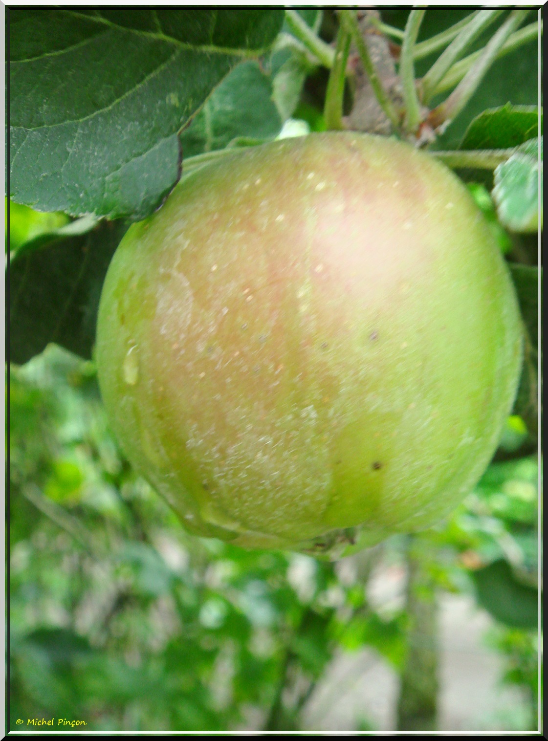 [Fil ouvert] Fruit sur l'arbre - Page 7 625963DSC013376