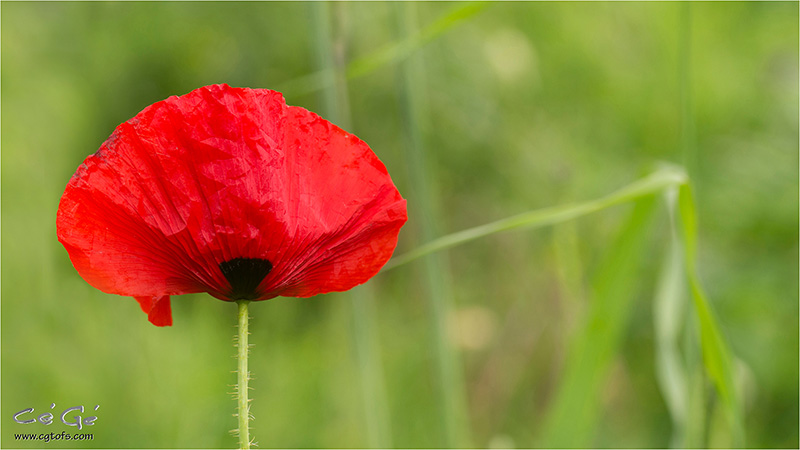 Coquelicots 626030WK5D6823B2