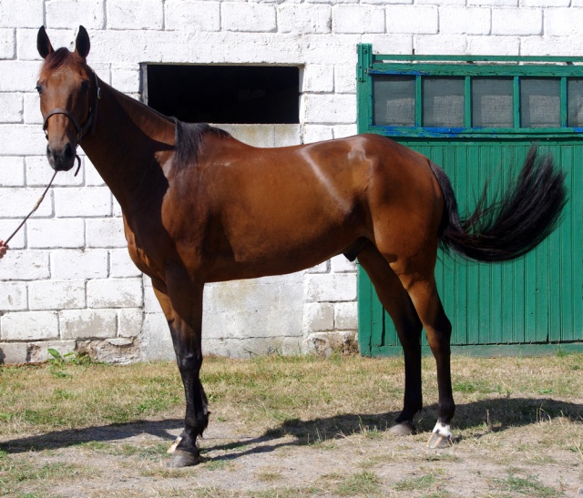 [PLACE VERONIQUE ] BOLERO  Le meilleur cheval patafix...... 628505bolro3