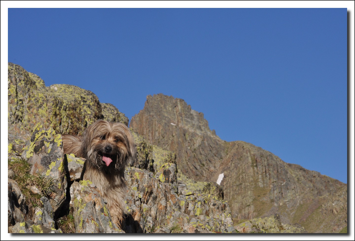 Une vie pyrénéenne de labrit des pyrénées - Page 6 630937her0138