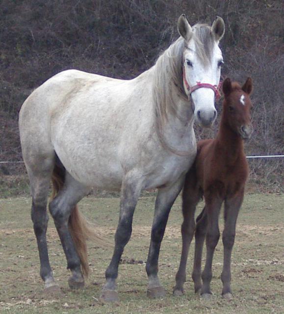 Haras du Freysse 631583Luna