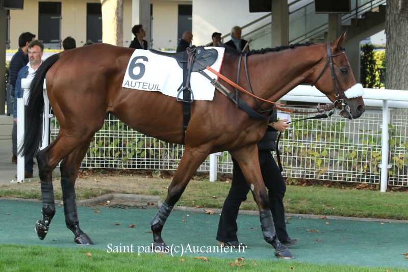 Photos Auteuil 9-10-2016 6319175J6A8129