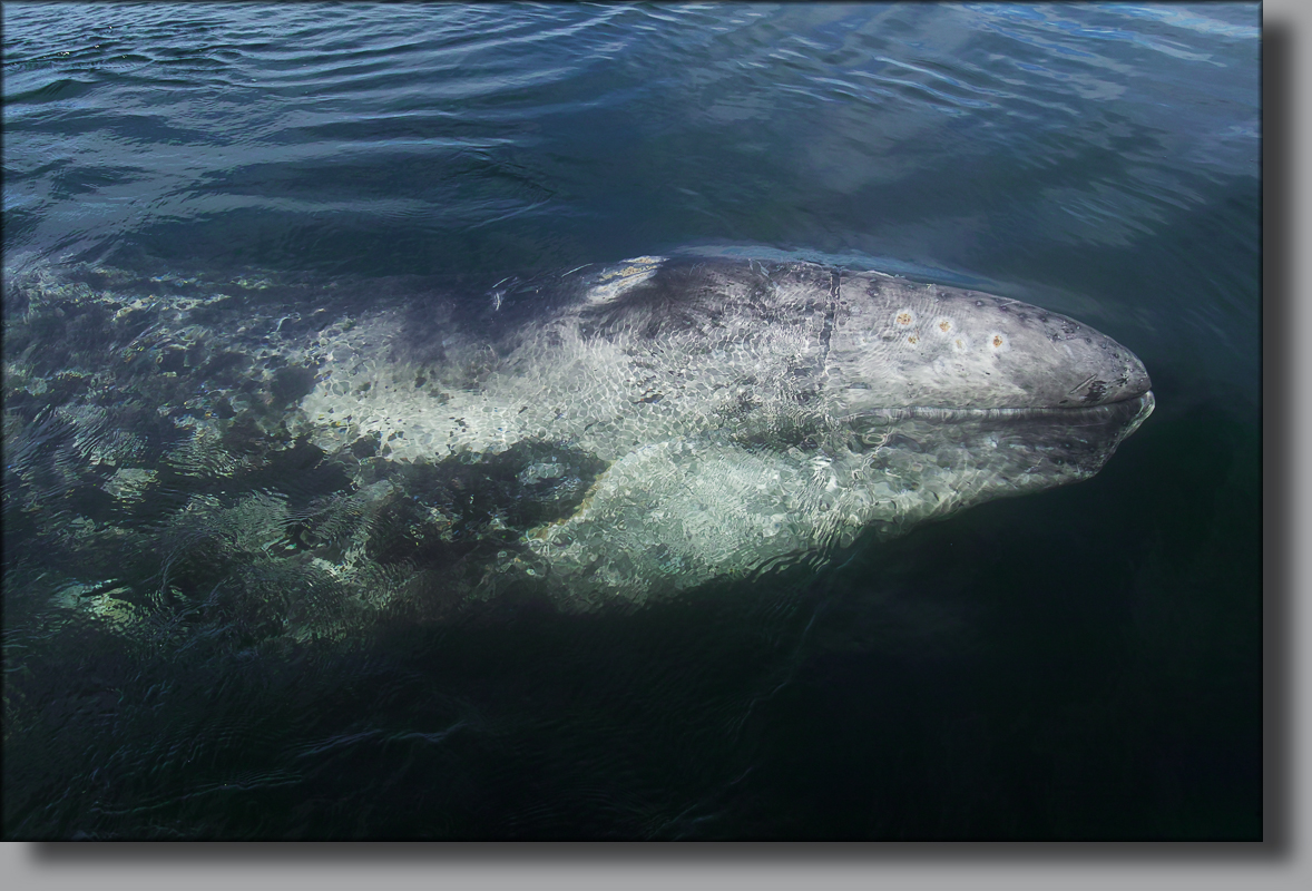 BAJA CALIFORNIA, j'ai caressé des baleines ... - Page 6 631955201703010065