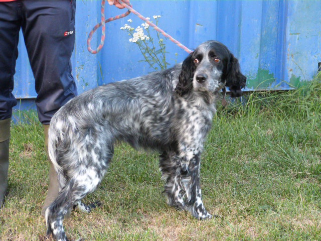 BIANCA - setter anglais 8 ans - Spa de Poitiers (86) 633395174rBianca4