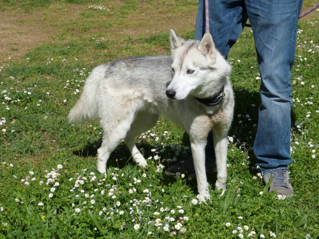 HOROOK DU DOMAINE DE MAYAO Husky né 21/05/2012 REFU86  ADOPTE 63554898rHorook7