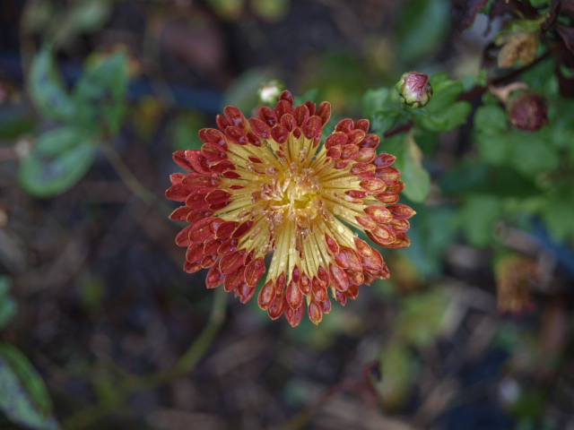 Chrysanthème - Page 2 636149P9293214