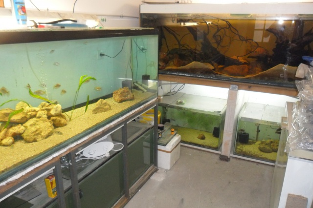 ma "fishroom" 638517SAM2842