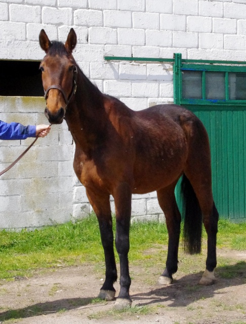 [PLACE ELOISE] UN AMOUR TF hongre 6 ans Si vous débutez..... craquez !!!!!!!! 639067248