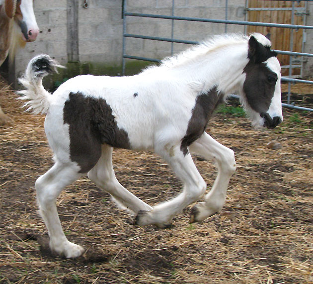 11 - 26 IC... Blodwen : Gleann x Chance Photos P2 642073IMG9537