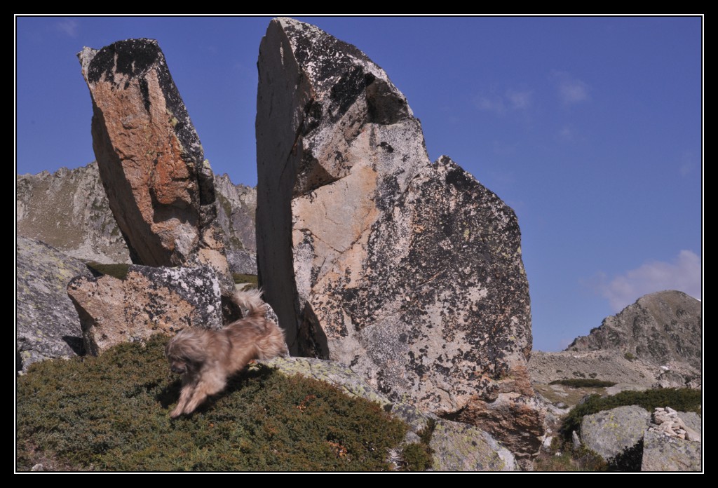 Une vie pyrénéenne de labrit des pyrénées - Page 6 642669mad0261