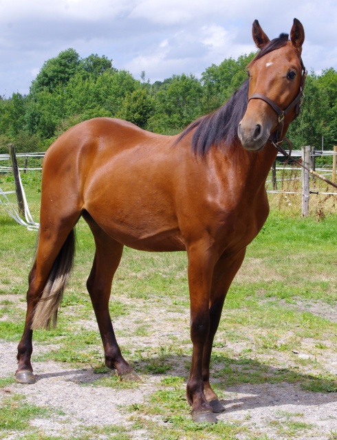 [PLACE ERIC]  ESTEBAN  Tendresse et zénitude au RDV... 644227esteban2