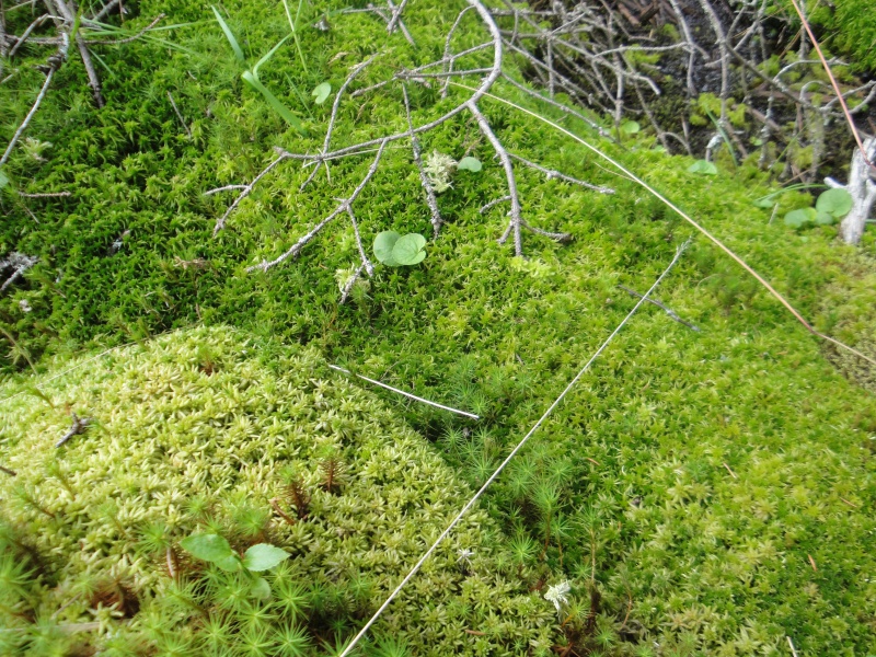 Quelques D. rotundifolia in situ en Norvège 644951DSC09628