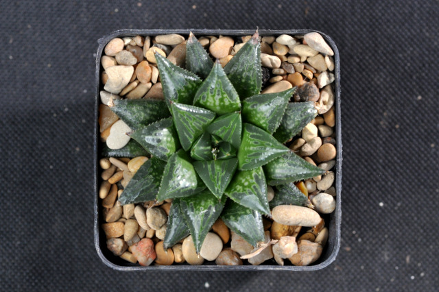 Mes Haworthia 647676majorXbayeriFH120929003