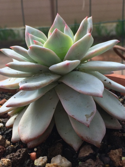 Echeveria 648381echeveriavictorprofil