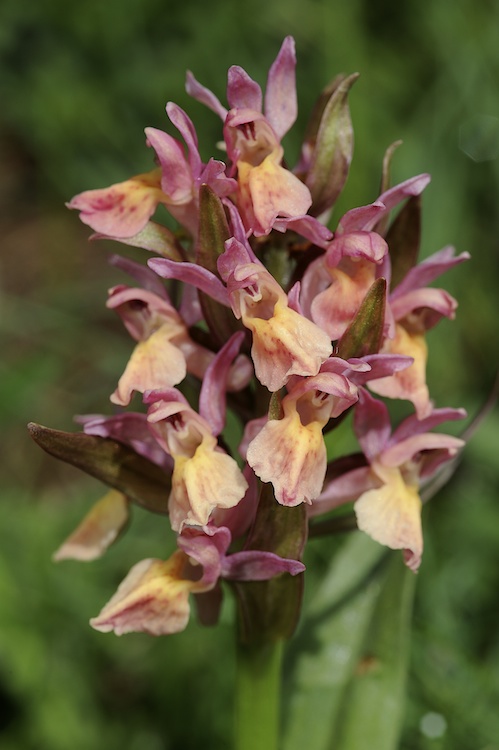 Dactylorhiza sambucina (Orchis sureau) 650028Sam10