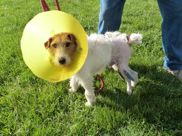 BUDDY Fox Terrier 3 ans - Spa de Poitiers (86) 650141245fBuddy12