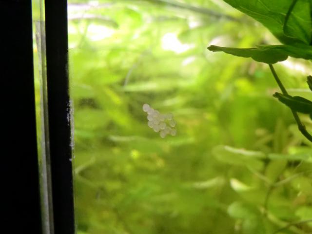 Repro de corydoras aeneus 650197CIMG7613