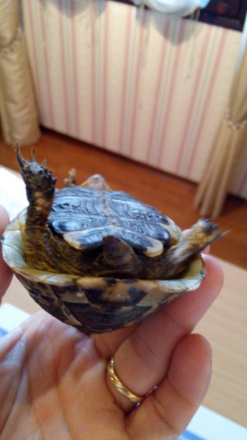 Ma tortue hermann ne mange pas depuis 1 semaine  651261tortue640x4806