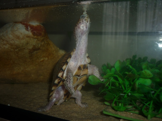 Mes tortues... terrestres et aquatiques 651661P1070955