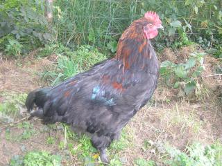 La poule Marans en IMAGIER 652746P1011240