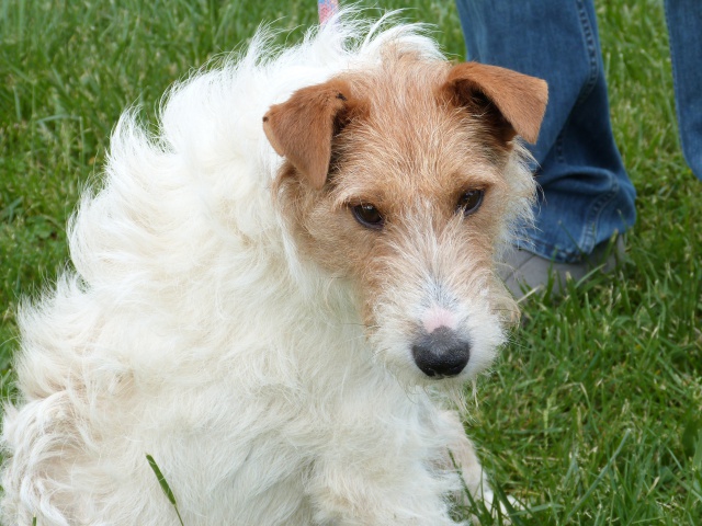 BUDDY Fox Terrier 3 ans - Spa de Poitiers (86) 653616245fBuddy6