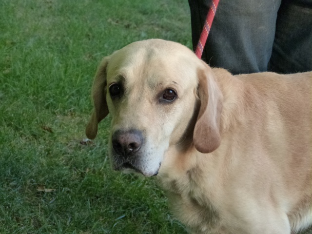 VICTOR - labrador 12 ans - Spa de Poitiers (86) 653964564f4