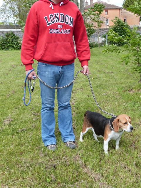 PAPRIKA - beagle 7 ans - Spa de Poitiers (86) 65492196rPaprika9