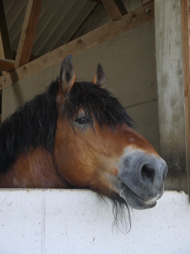 etalon ardennais 11 ans - Dpt 67 655003p1000510