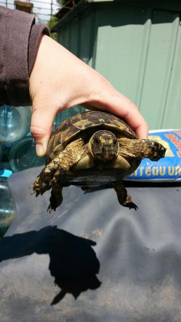 Identification tortue(greaca??) 65541320140513144502