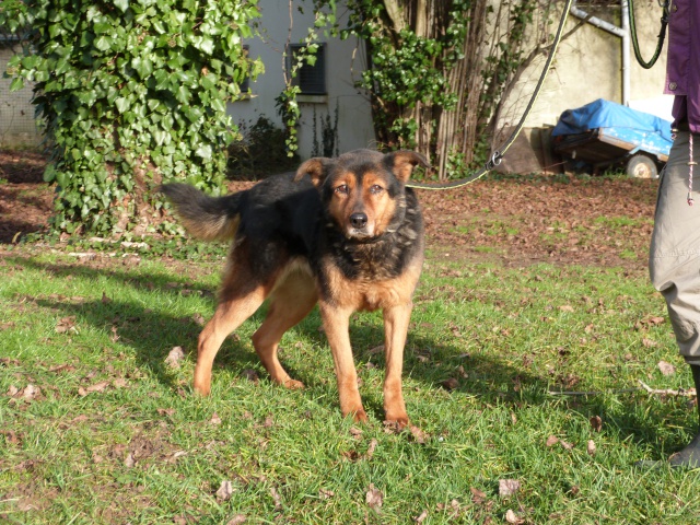 urgent - DIANE - x beauceron 13 ans (1 an de refuge)  - Spa de Poitiers (86) 6563135rDiane1