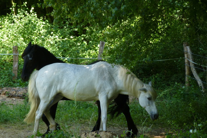 Sur les chemins Jacquaires 65837120140616140036P1050289