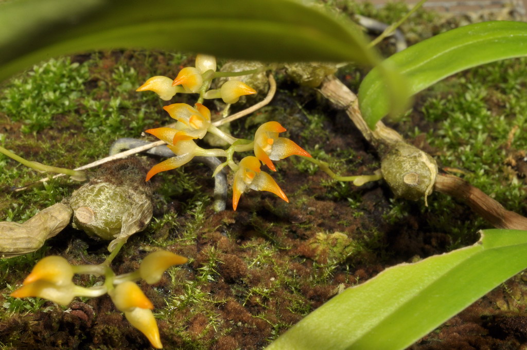 Bulbophyllum flammuliferum 659648Bulbophyllumflamuliferum0283